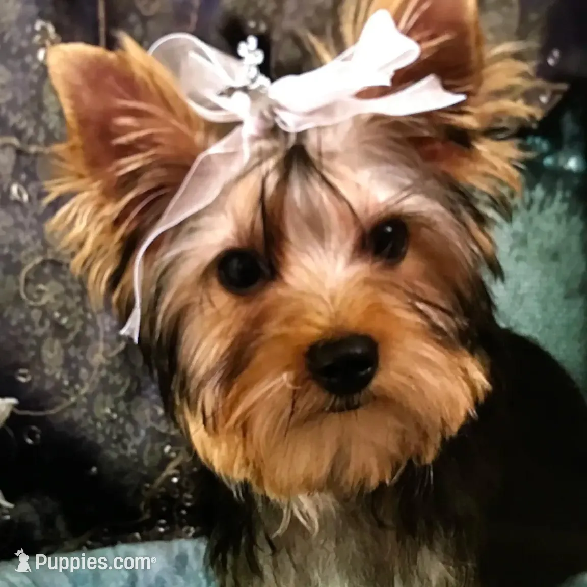 Tuff, a male Yorkshire Terrier for sale in Mountain Home, TX – Photo 6 of 6