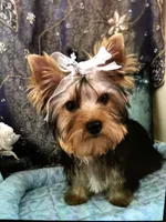 Tuff, a male Yorkshire Terrier for sale in Mountain Home, TX – Photo 6 of 6