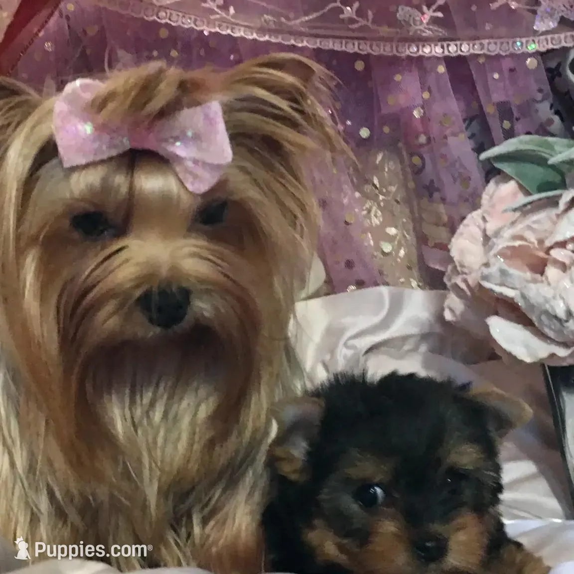 Tuff, a male Yorkshire Terrier for sale in Mountain Home, TX – Photo 4 of 6