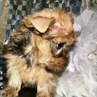 Sophia, a female Yorkshire Terrier for sale in Mountain Home, TX – Photo 4 of 4