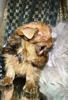 Sophia, a female Yorkshire Terrier for sale in Mountain Home, TX – Photo 4 of 4