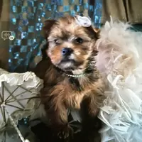 Sophia, a female Yorkshire Terrier for sale in Mountain Home, TX – Photo 3 of 4