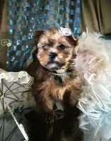 Sophia, a female Yorkshire Terrier for sale in Mountain Home, TX – Photo 3 of 4
