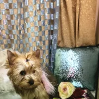 Sophia, a female Yorkshire Terrier for sale in Mountain Home, TX – Photo 2 of 4