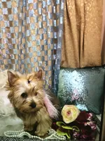 Sophia, a female Yorkshire Terrier for sale in Mountain Home, TX – Photo 2 of 4