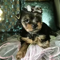 Lexus, a female Yorkshire Terrier for sale in Mountain Home, TX – Photo 3 of 3