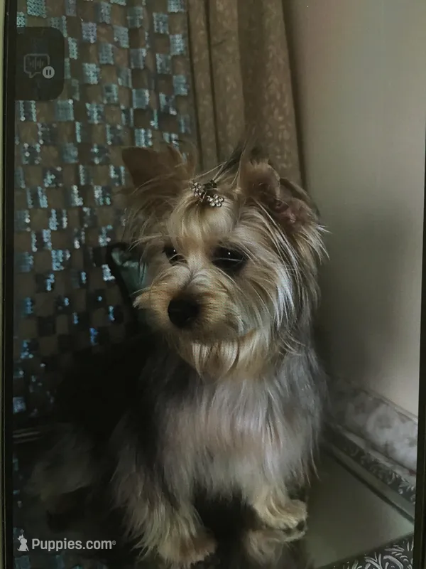 Lexus – Yorkshire Terrier puppy on hold in Mountain Home, TX