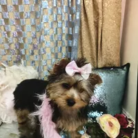 Lexus, a female Yorkshire Terrier for sale in Mountain Home, TX – Photo 1 of 3