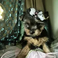 Lexus, a female Yorkshire Terrier for sale in Mountain Home, TX – Photo 2 of 3