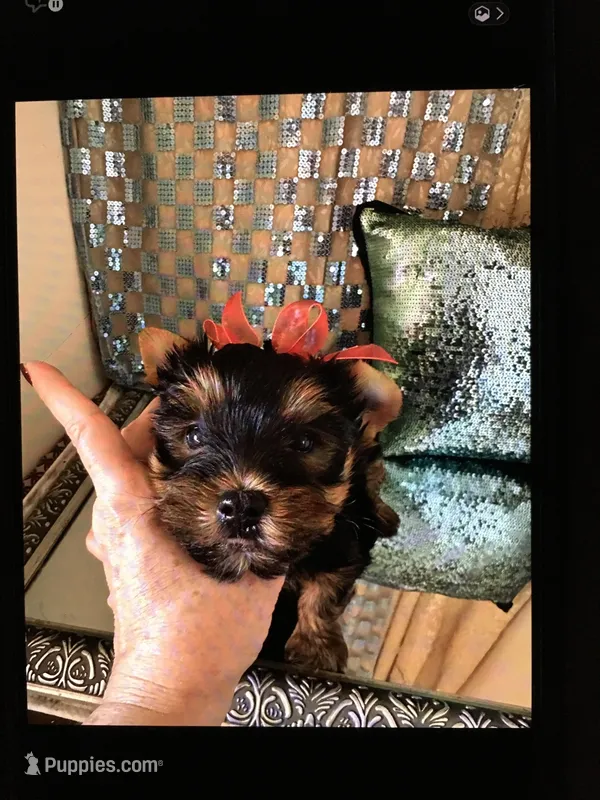 Valentino – Yorkshire Terrier puppy for sale in Mountain Home, TX