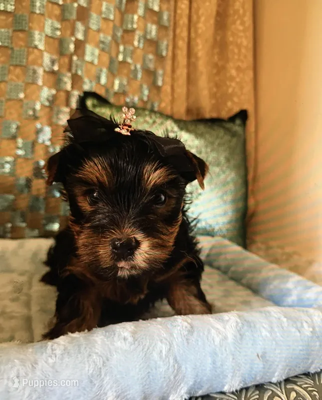 Valentino – Yorkshire Terrier puppy for sale in Mountain Home, TX