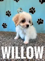 WILLOW, a female Cavachon for sale in Bowling Green, KY – 3 of 5