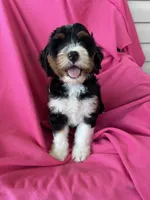 BUBBLES, a female Miniature Bernedoodle for sale in Bowling Green, KY – 8 of 9