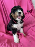 BUBBLES, a female Miniature Bernedoodle for sale in Bowling Green, KY – 6 of 9