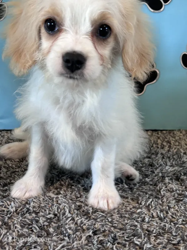 WILLOW – Cavachon puppy for sale in Pembroke, KY
