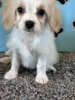 WILLOW, a female Cavachon for sale in Pembroke, KY – 1 of 8