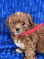RUBY, a female Shihpoo for sale in Bowling Green, KY – 3 of 9