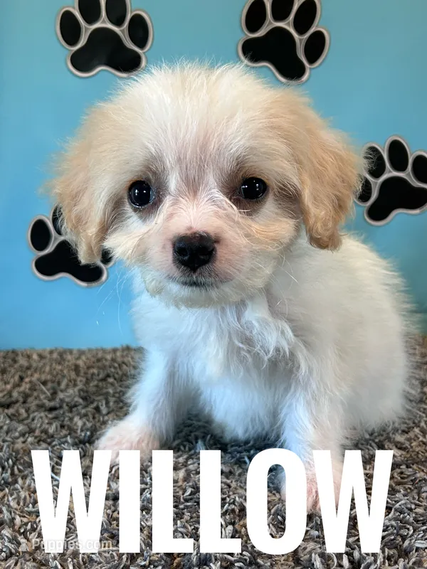 WILLOW – Cavachon puppy for sale in Bowling Green, KY
