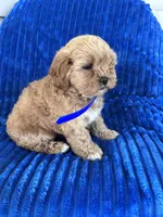 BEA, a female Shihpoo for sale in Bowling Green, KY – 9 of 9