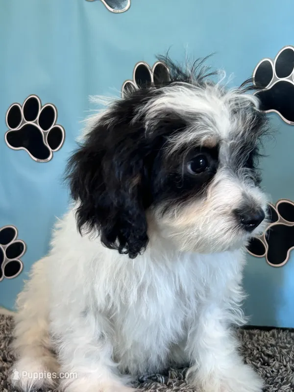 TERRY – Cavachon puppy for sale in Pembroke, KY