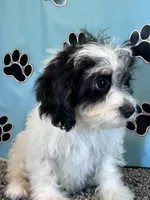 TERRY, a male Cavachon for sale in Pembroke, KY – 1 of 6