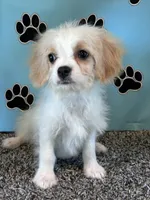 WILLOW, a female Cavachon for sale in Pembroke, KY – 2 of 8