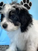 TERRY, a male Cavachon for sale in Pembroke, KY – 6 of 9