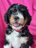 RUSTY, a male Miniature Bernedoodle for sale in Bowling Green, KY – 7 of 10