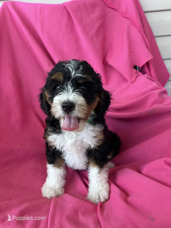GRETA – Miniature Bernedoodle puppy for sale in Bowling Green, KY
