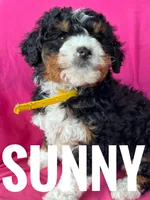 SUNNY, a female Miniature Bernedoodle for sale in Bowling Green, KY – Photo 1 of 5
