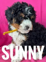 SUNNY, a female Miniature Bernedoodle for sale in Bowling Green, KY – Photo 5 of 5