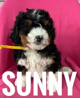 SUNNY, a female Miniature Bernedoodle for sale in Bowling Green, KY – Photo 2 of 5