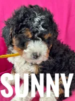 SUNNY, a female Miniature Bernedoodle for sale in Bowling Green, KY – Photo 4 of 5
