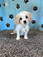 WILLOW, a female Cavachon for sale in Pembroke, KY – 5 of 8
