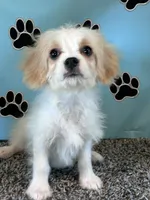 WILLOW, a female Cavachon for sale in Pembroke, KY – 7 of 8