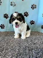 DIXIE, a female Cavachon for sale in Herndon, KY – 8 of 10