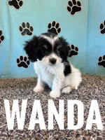 WANDA, a female Cavachon for sale in Bowling Green, KY – 2 of 6
