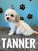 TANNER, a male Cavachon for sale in Bowling Green, KY – 4 of 5
