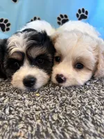 DIXIE, a female Cavachon for sale in Herndon, KY – 10 of 10