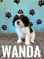WANDA, a female Cavachon for sale in Bowling Green, KY – 5 of 6