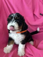 OAKLEY, a female Miniature Bernedoodle for sale in Bowling Green, KY – 8 of 10