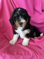 RUSTY, a male Miniature Bernedoodle for sale in Bowling Green, KY – 2 of 10