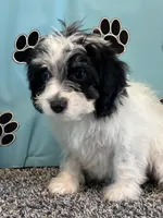 TERRY, a male Cavachon for sale in Pembroke, KY – 5 of 9
