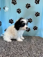 TERRY, a male Cavachon for sale in Pembroke, KY – 9 of 9