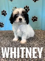 WHITNEY, a female Cavachon for sale in Bowling Green, KY – 3 of 5