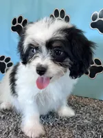 WHITNEY, a female Cavachon for sale in Pembroke, KY – 4 of 10