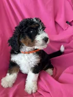 OAKLEY, a female Miniature Bernedoodle for sale in Bowling Green, KY – 6 of 10