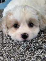 MANDY, a female Cavachon for sale in Herndon, KY – 1 of 9
