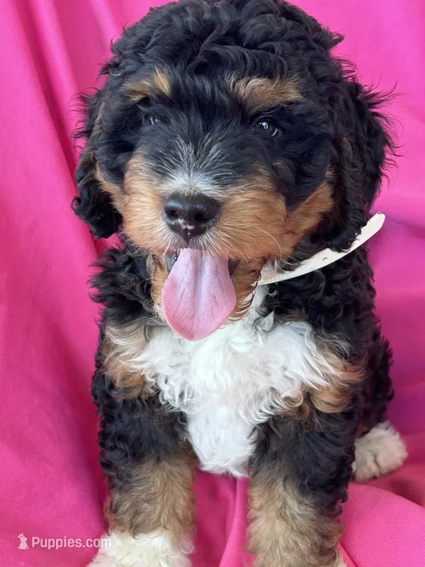 WALTER – Miniature Bernedoodle puppy for sale in Bowling Green, KY