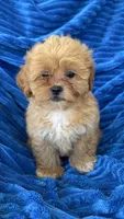 LUCY, a female Shihpoo for sale in Pembroke, KY – 6 of 8